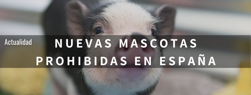 NUEVAS MASCOTAS PROHIBIDAS en ESPAÑA desde este año